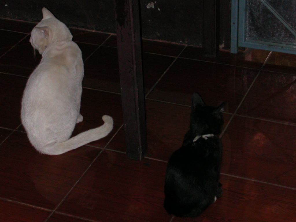 Two cats sitting together on the floor at home.